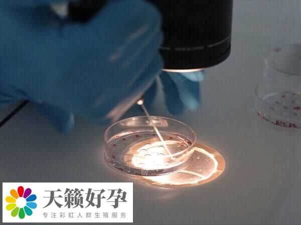 融合胚胎也称桑椹胚