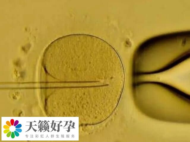 母体健康影响胚胎发育