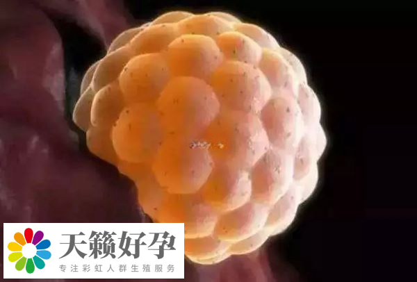 单身试管生育的孩子数量在逐年增加