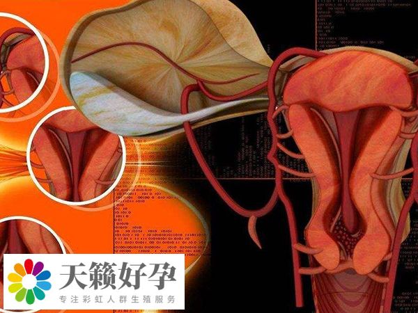 取卵一般要进行卵巢穿刺