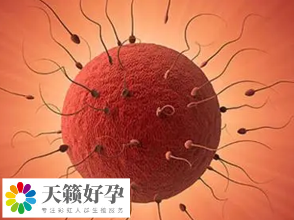 自然受孕的妊娠率约为50%