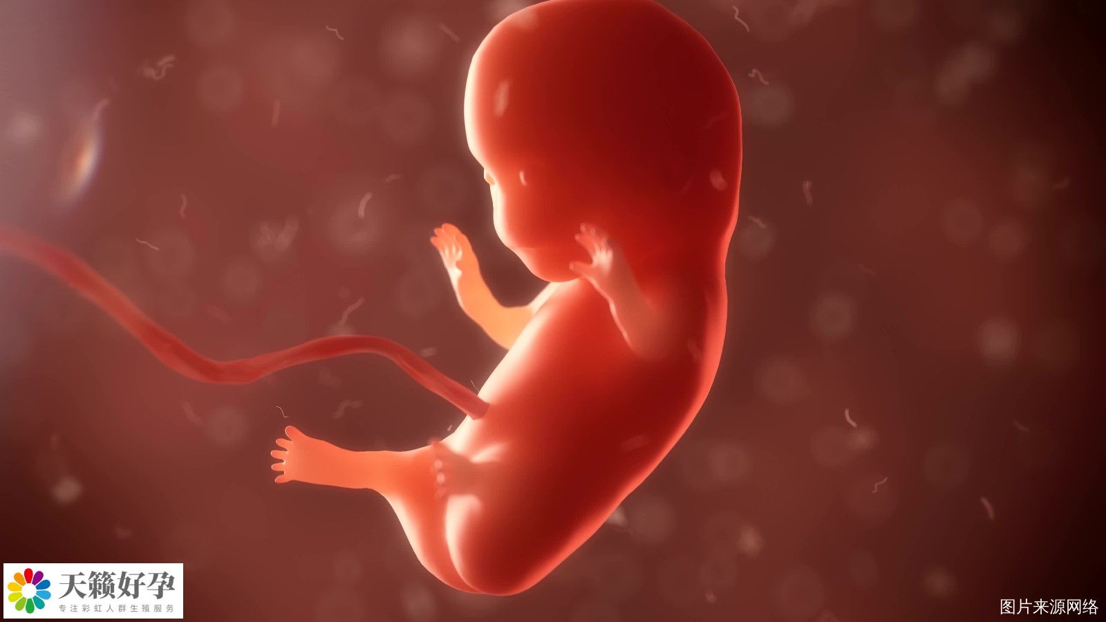 重庆女同可以做试管婴儿的机构有哪些?费用大概需要多少?