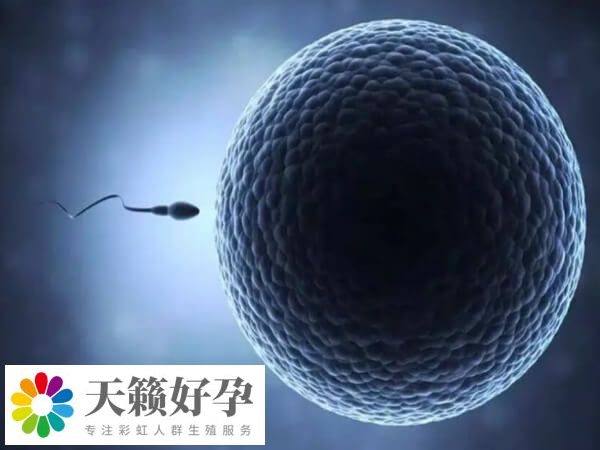 取卵取精后就可以进行体外受精