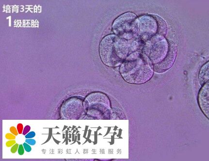 鲜胚移植后3-7天会发生着床
