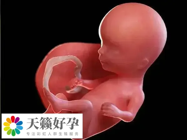 染色体异常导致胎停做试管很有用