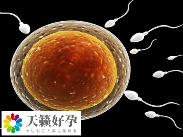 供精必须要人授三次才能做试管