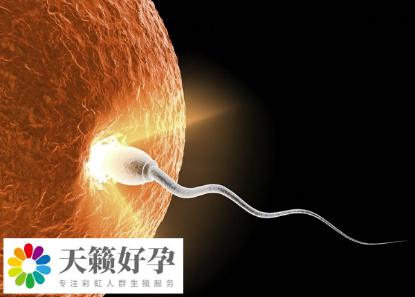 供精人授要做输卵管造影