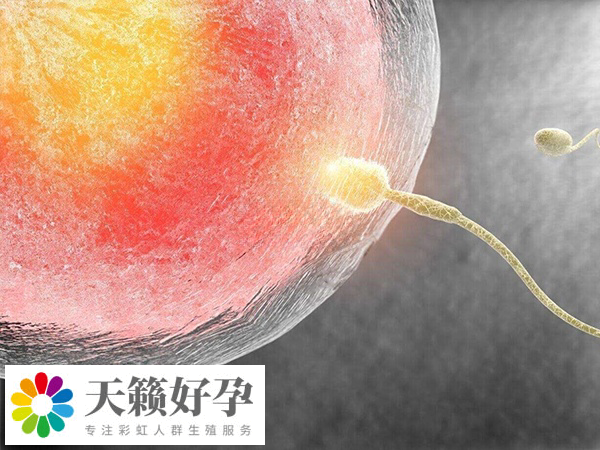 普通试管和供精试管流程基本一致