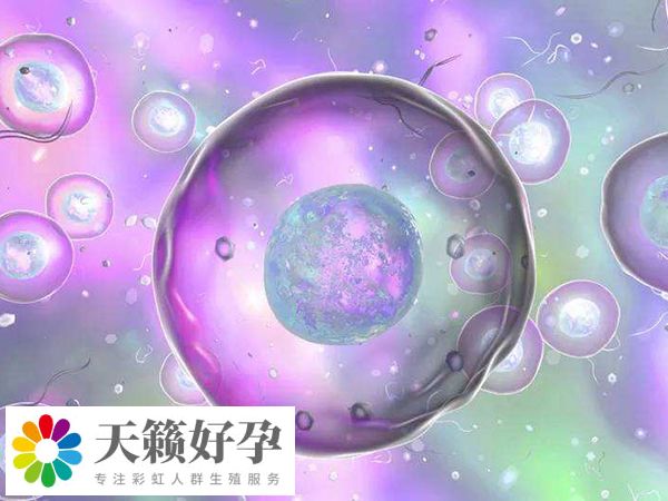 海外试管胚胎移植的着床率通常较高