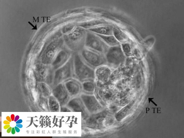 囊胚和子宫内膜的发育周期更加同步