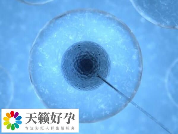 临床上囊胚移植成功率高