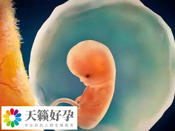 试管婴儿解冻移植要7000-8000元