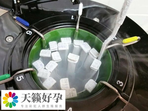 冻胚解冻复苏率约90%