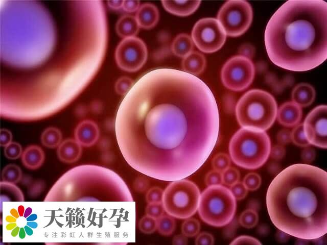 拉拉之间用卵子和卵子可以做三代试管婴儿怀孩子吗？