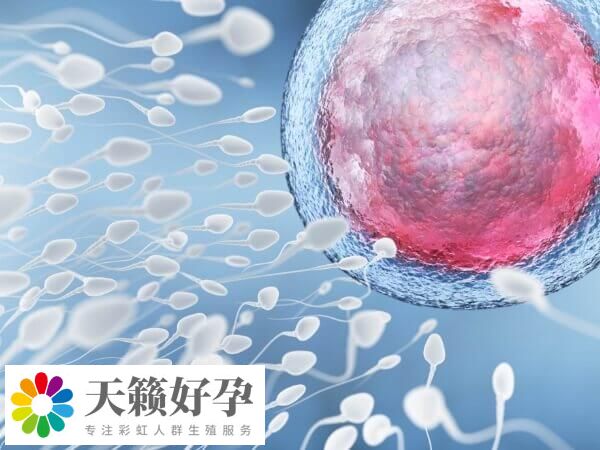 卵子和卵子之间是不能怀孕的