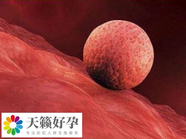 融合胚胎是几级