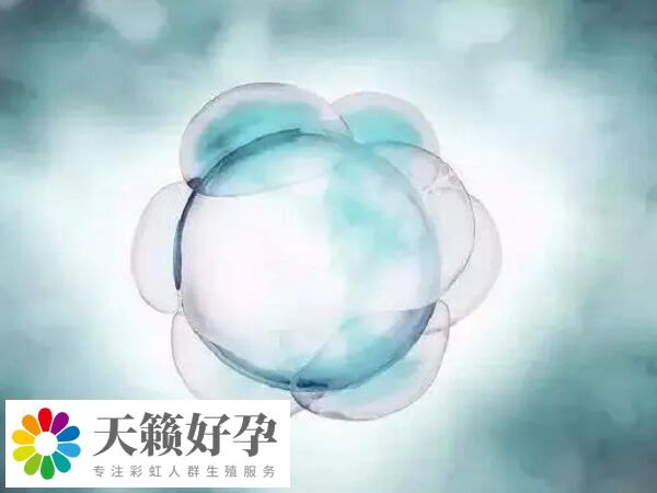 一卵多精的胚胎通常存在发育潜能低