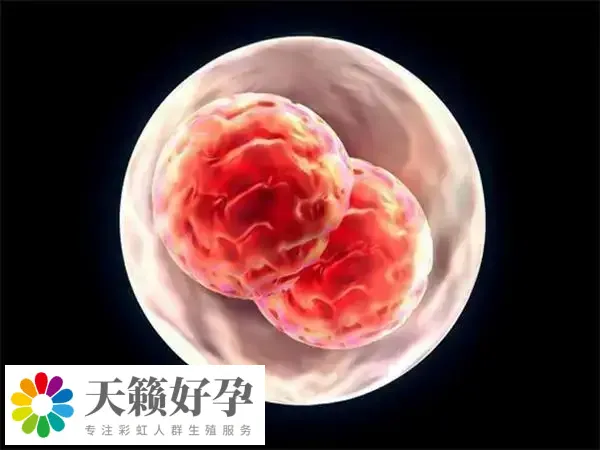 是不是移植胚胎数量越多成功率越高