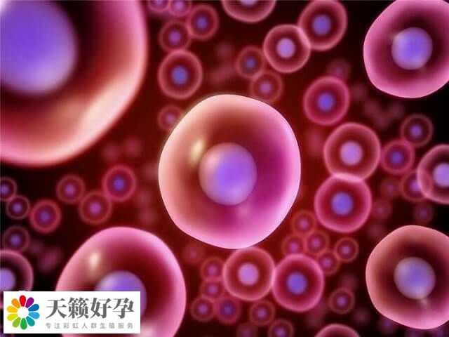 拉拉之间用卵子和卵子可以做三代试管婴儿怀